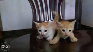 Two Orange Tabby Kitten