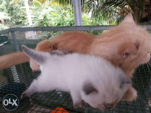 Two White And Orange Kittens