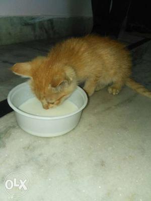 Urgent sell Cute kitten