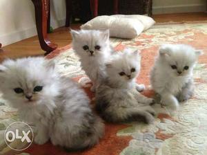 Very active and beautiful kittens for sale