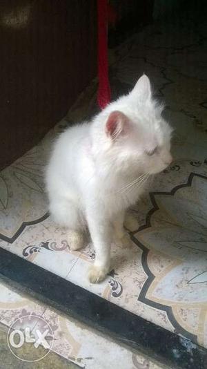 White colour pure Persian male cat 1 year old for