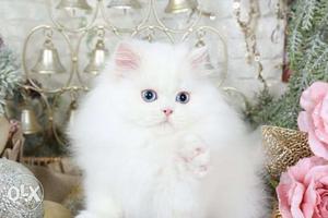 White male Persian cat, with different eyes