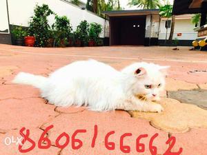 White persian doll face male