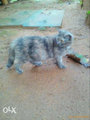 1 pair persian short fur cats for sale (pregnant)