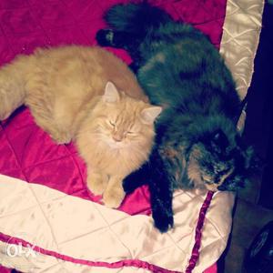 1male an 1 female its a pair persian cat