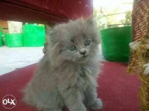 2 grey kitten 1 brown kitten for sale /per
