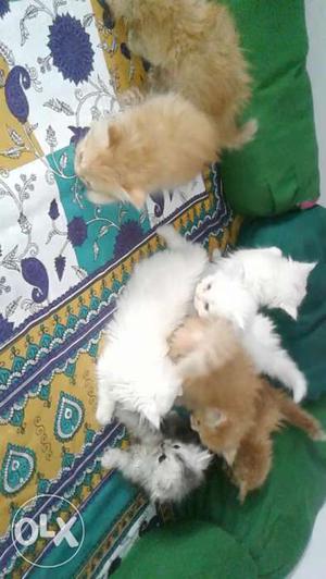 3 White, 4 golden and 1 bicolour persian kittens