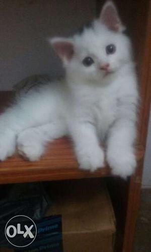 3 White Persian Cats Fully Litter Trained 