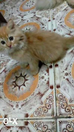 3 month old kitten male up to sell in Mumbai.