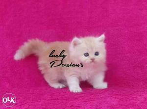 Adorable Persian kittens available very good