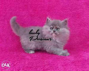 All colors Persian kittens available