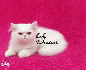 All colors Persian kittens available very cute