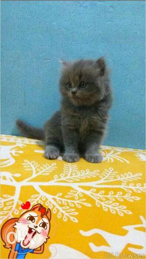 Beautifull Persian kitten for sale in bhatinda
