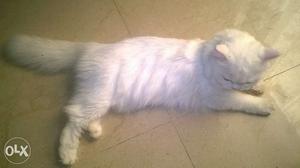 Big female cat pure white colour 2 years and