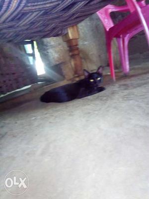Black Cat Black Cat