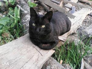Black Cat In Shimla