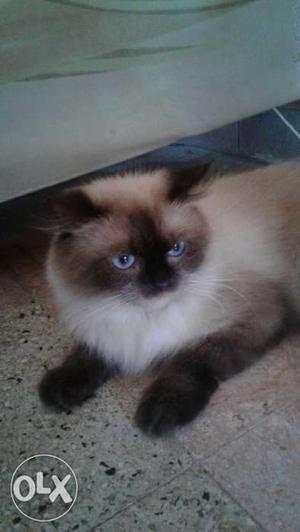 Brown And White Siamese
