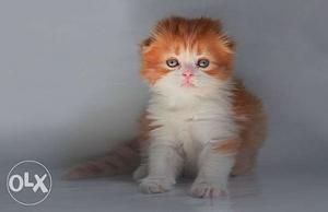 Cash on delivery so cute persian avalible