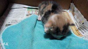 Cat 2 day ago birth