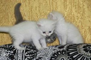 Excellent quality Punched face Kittens available