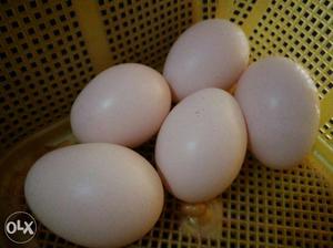 Fancy hen eggs - white silky