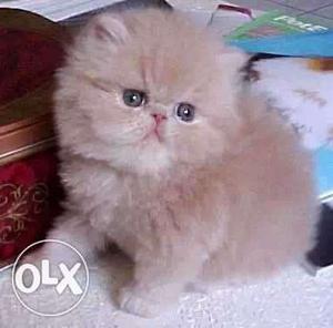 Fawn colour female persian kitten with blue eyes