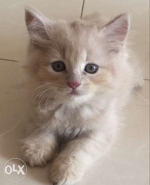 Fawn white kitten 56 days old