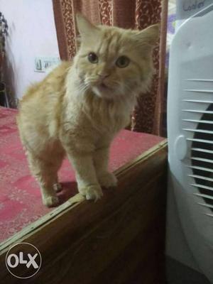 Female Persian Cat Semi-Punch face 11 months old and..SHE IS