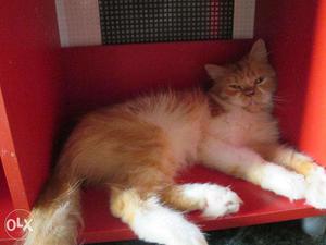 Female cat at very affordable price!