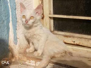 Full white male persian kitten
