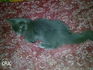 Gray Fur Coated Cat