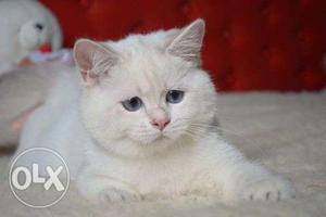 Gray color persian avalible for sale in jaipur