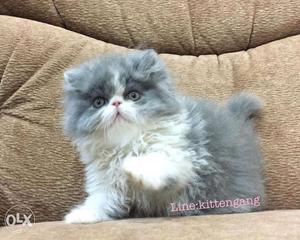Gray color persian kitten avalible