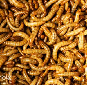 Healthy Mealworms for feeding fish and birds.