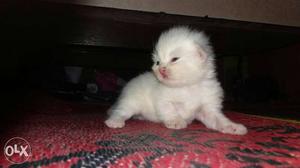 Hi guyzzźz I want 2 sell my Persian kitten it's
