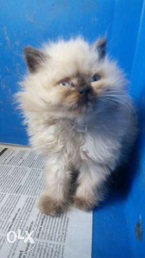 Himalayan female kitten 2 month old