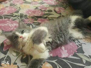 I have a grey male persian kitten that I want to sell at
