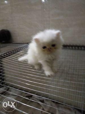 I want to sell my Persian punch face kitten