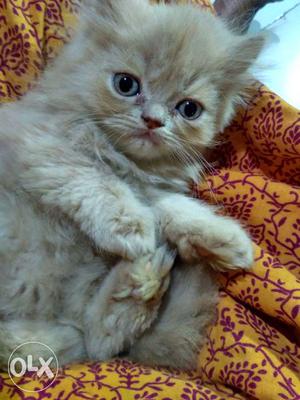 Light Brownish Persian Cat male, 2 month old