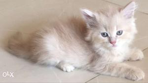 Long-fur Brown And White Cat