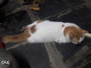 Long-fur White And Brown Cat