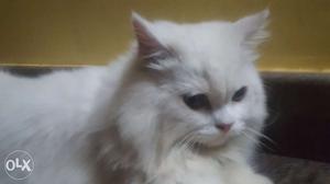 Lovely white coated Persian cat with grey eye