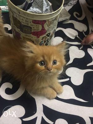Male Ginger kitten for sale