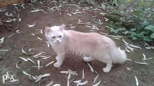 Male Persion Cat For Sale vaccinated 1 Year Old