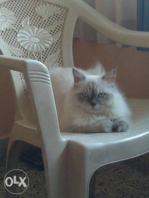 Male persian cat for mating he is 1.5 years old,
