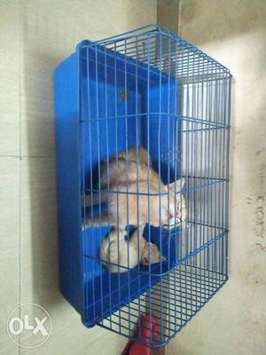 New big cage for five to six cats