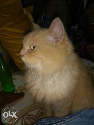 Orange Short Coated Kitten