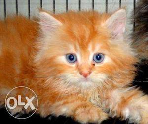 Orange coloured female persian kitten. healthy &