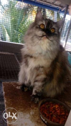Pair persians cats for sale