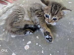 Persian Cat kitten male.